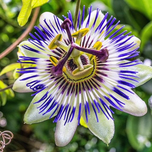 PASSIFLORA